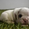 Doggie